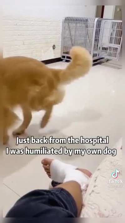 Dog humiliating man