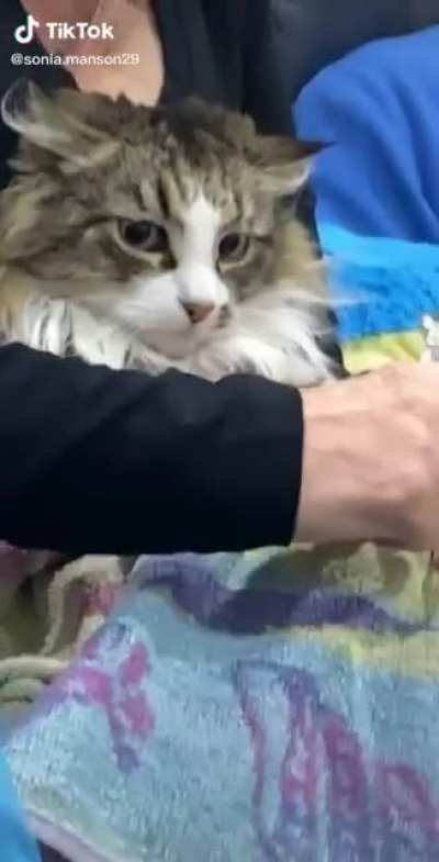 Cats love getting a manicure