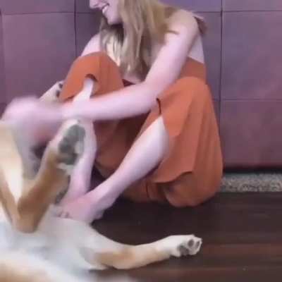 How hard emotional support dogs try