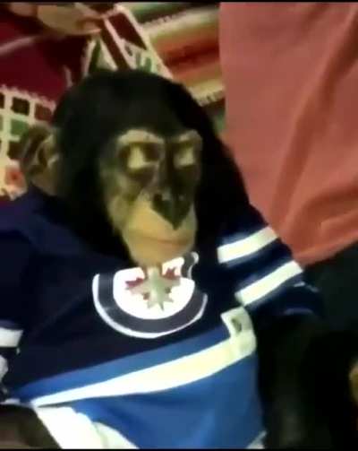 monkey