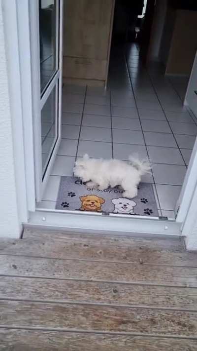 Always Wipe Your Paws