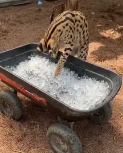 Serval's first time seeing ice
