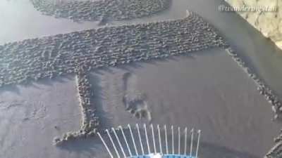 Calligraphy with a rake