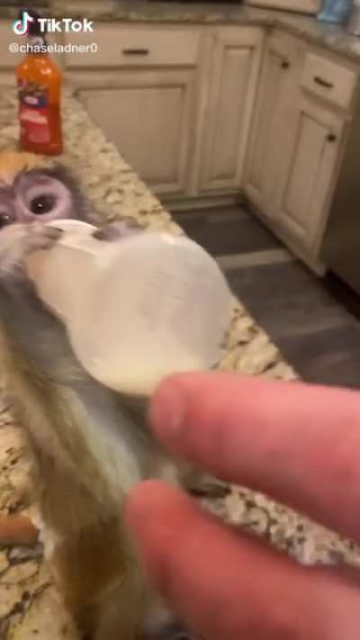 Monkeys can do it too