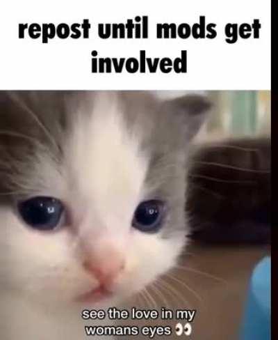Meow