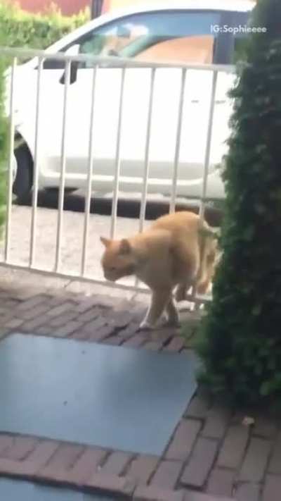 MEEO-