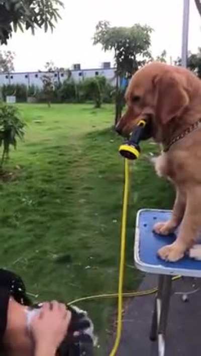 what the dog doin