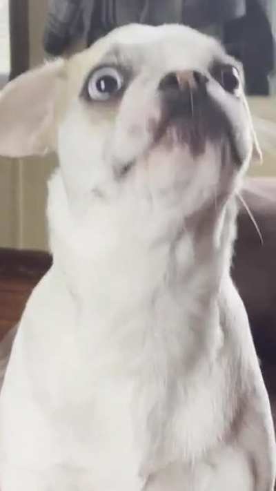Rapid-fire tongue action