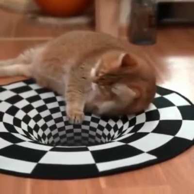 Catfusion