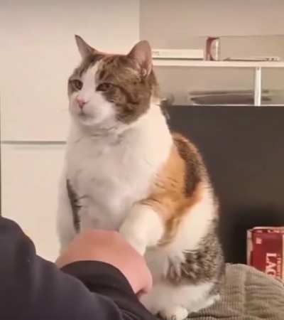 Kitty wants a scritch