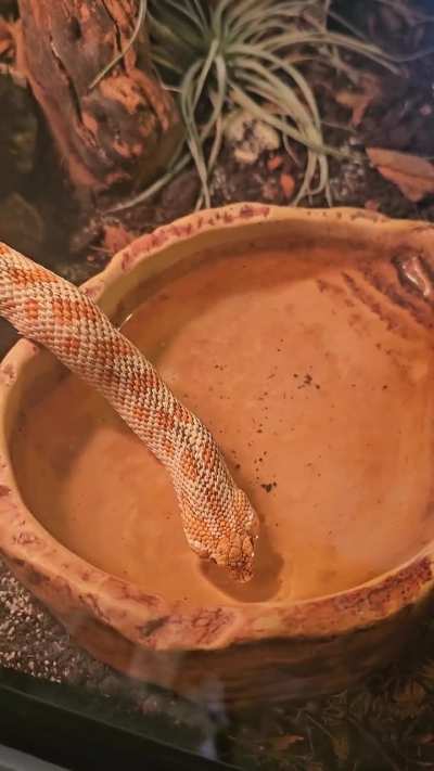 Long straw