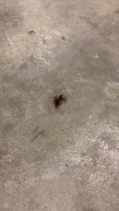 Break dancing beetle