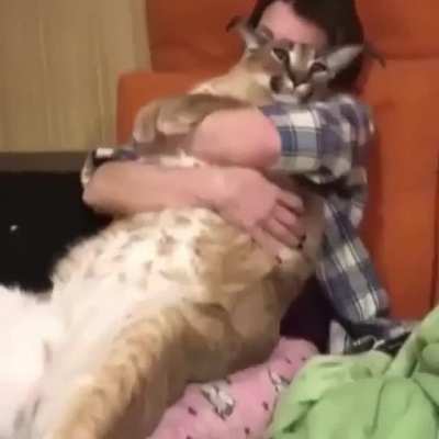 Big Floppagot.