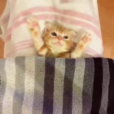 Cat Nap Time