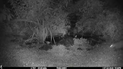 🔥 This Opossum Pushing a Skunk Into a Pond Is All of Us