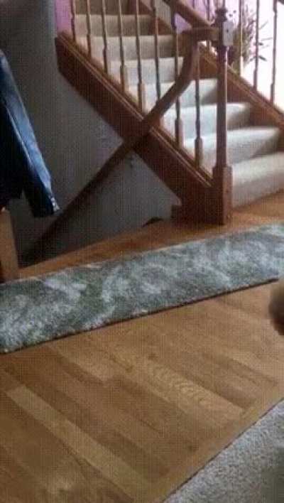 Cat Says Hi