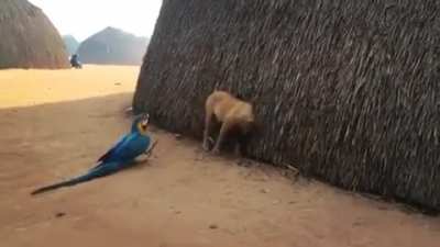 A amizade de uma Arara e um Cachorro.