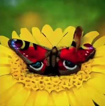 Such a mesmerizing art….