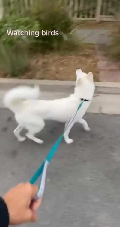 Watching birds