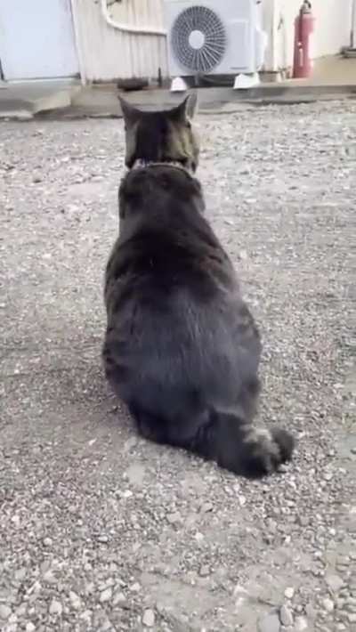 Armadillo cat