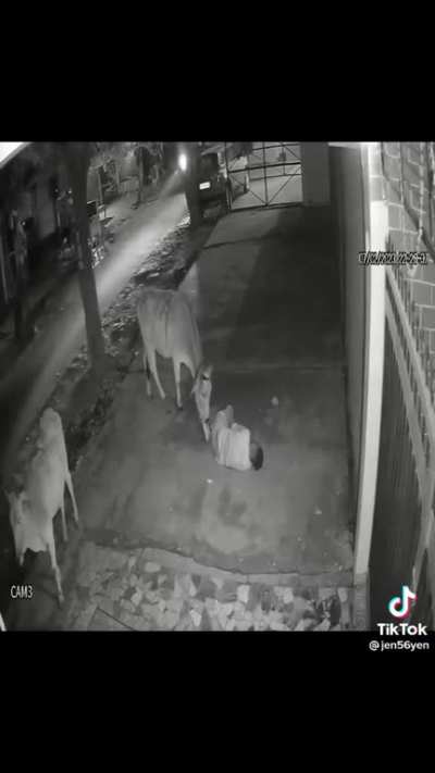 Cow takes care of passed out drunk guy