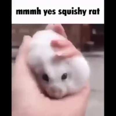 Squishy Rat