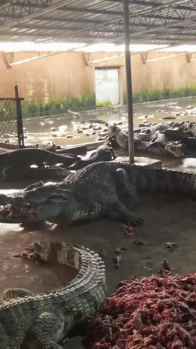 of this Crocodile, a real river monster