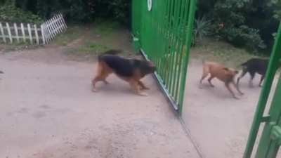 Fierce with gates closed