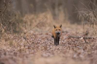 Red Fox thought my camera shutter was some sort of prey. Ran right to me, stopped, noped out!