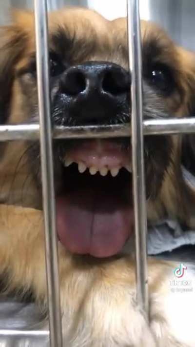 Vet techs see our pets on a whole other level. I think I’ve seen a few of these kiddos at the club.