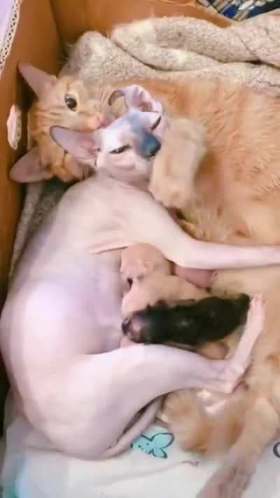 Семья Котиков