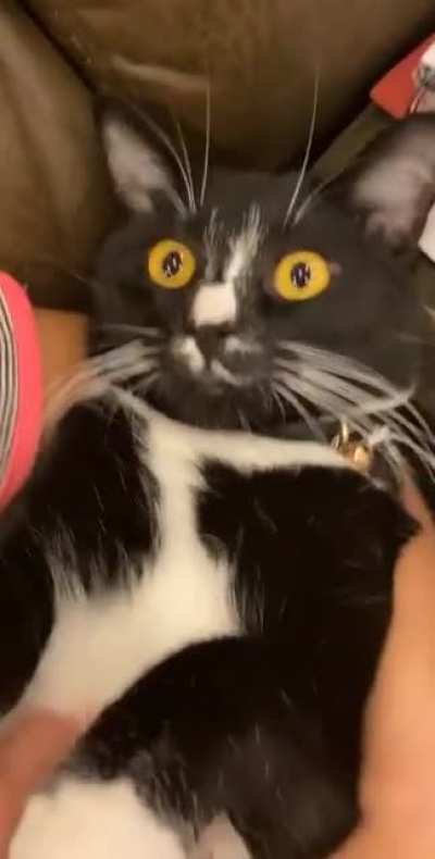 This is Onyx and he’s in the ICU right now and we all miss him and really hope he’ll be ok so in the meantime here’s a video of him getting belly rubs. I’ve never seen existential dread as prevalent as in this cat.