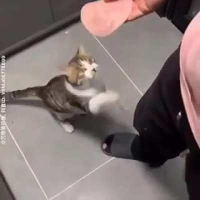 When your miqo friend asks you to make them raid food