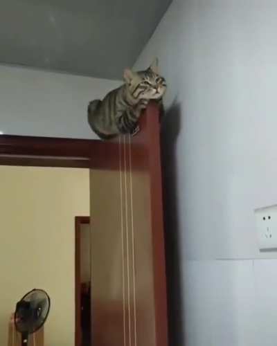 Cats can fall asleep anywhere!