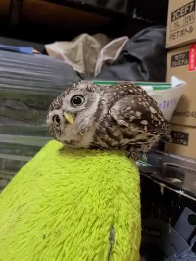 Broken Owl