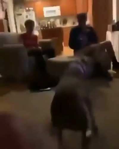 What the dog doin?