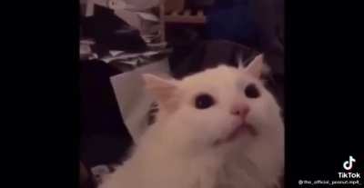 Mewow