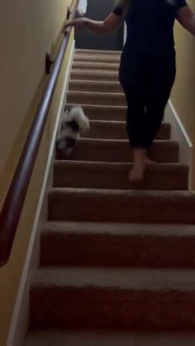 My mom was showing the new puppy how to use the stairs ...