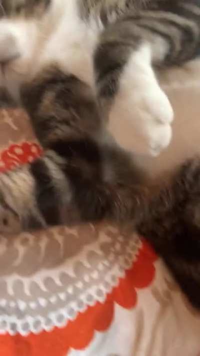 Æ