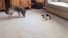Coyote vs Calico -- Smackdown!
