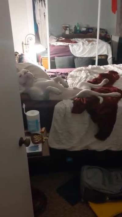 Max... stealer of beds.