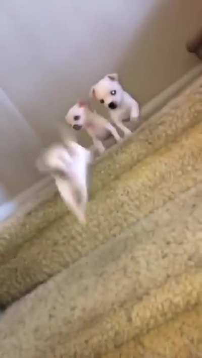 Poor puppers