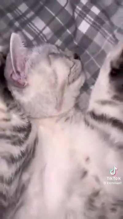 moldy cat 