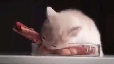kitty
