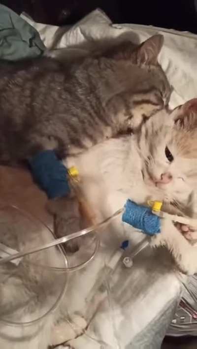 Cat comforts buddy after they were rescued from freezing on the streets of Ukraine.