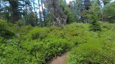 Anyone else into overgrown singletrack? 😬 (sorry for all the noise I make….bears and moose)
