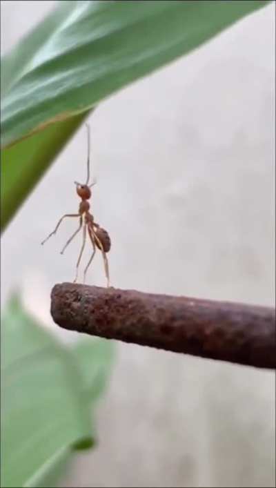 Ant.exe shuts down in sadness when the realization it's been left behind sets in.