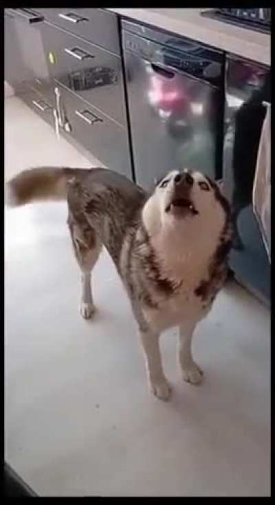 Awoo