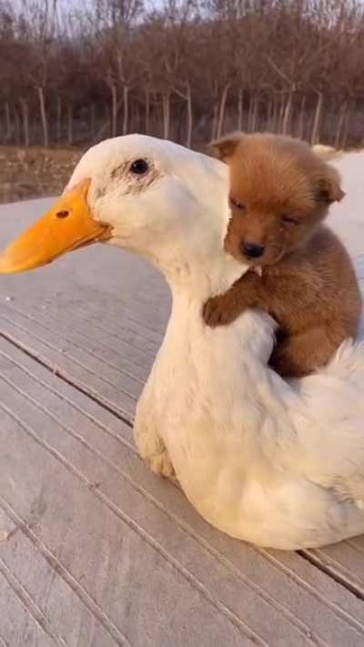 i dont know if this has been put here or not but this genuinely made me smile when i saw it