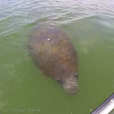 🔥 Manatees often explore things with their hairy snoot. Like many animals they have prehensile lips.